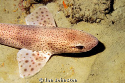 A Lesser spotted dogfish near Lyme Regis on south coast o... by Ian Johnston 